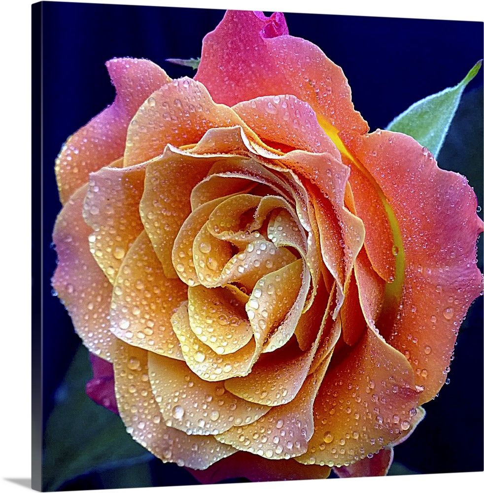 The Most Beautiful Rose Wall Art, Canvas Prints, Framed Prints, Wall Peels  | Great Big Canvas Within Most Popular Roses Wall Art (View 15 of 20)