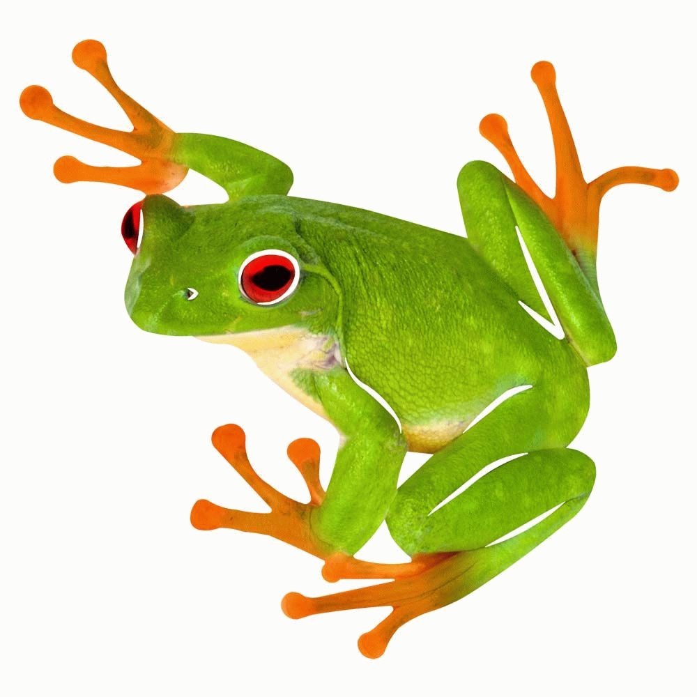 Tree Frog Metal Wall Art Throughout Most Popular Frog Wall Art (View 7 of 20)