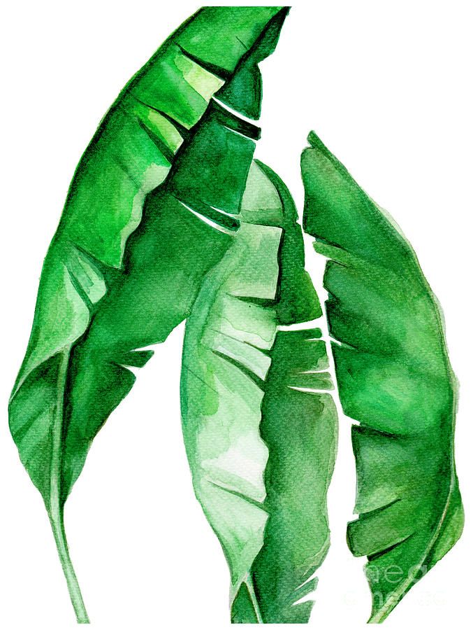 Tropical Leaf I Paintingpdfdecor Wall Art – Pixels For Newest Tropical Leaves Wall Art (View 9 of 20)