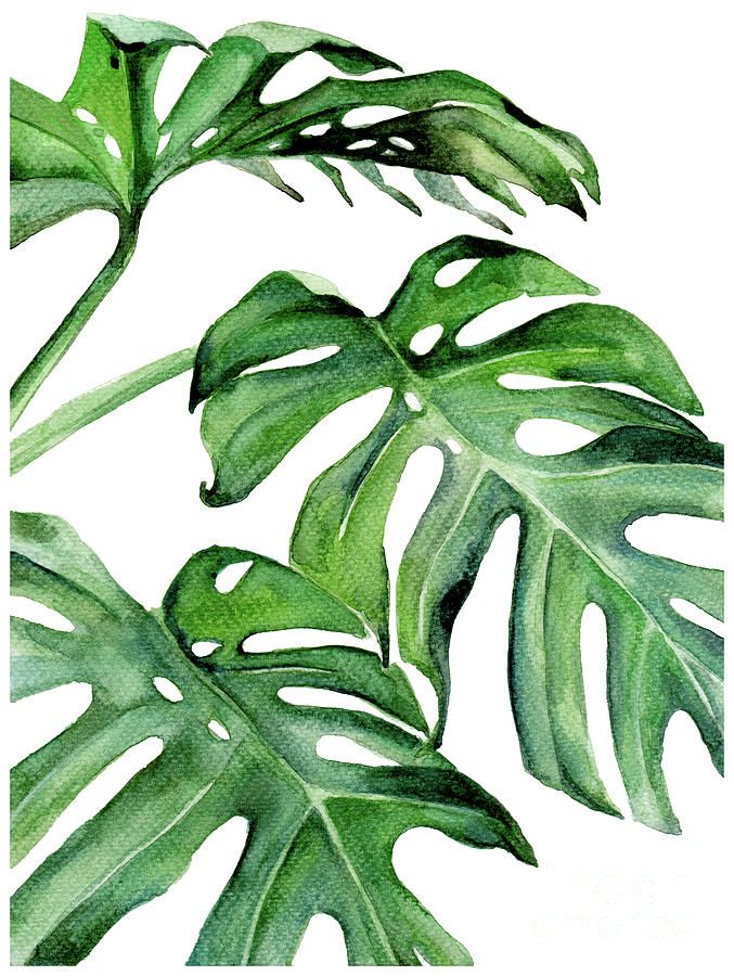 Tropical Leaf Iii Paintingpdfdecor Wall Art – Fine Art America Pertaining To Latest Tropical Leaves Wall Art (View 3 of 20)