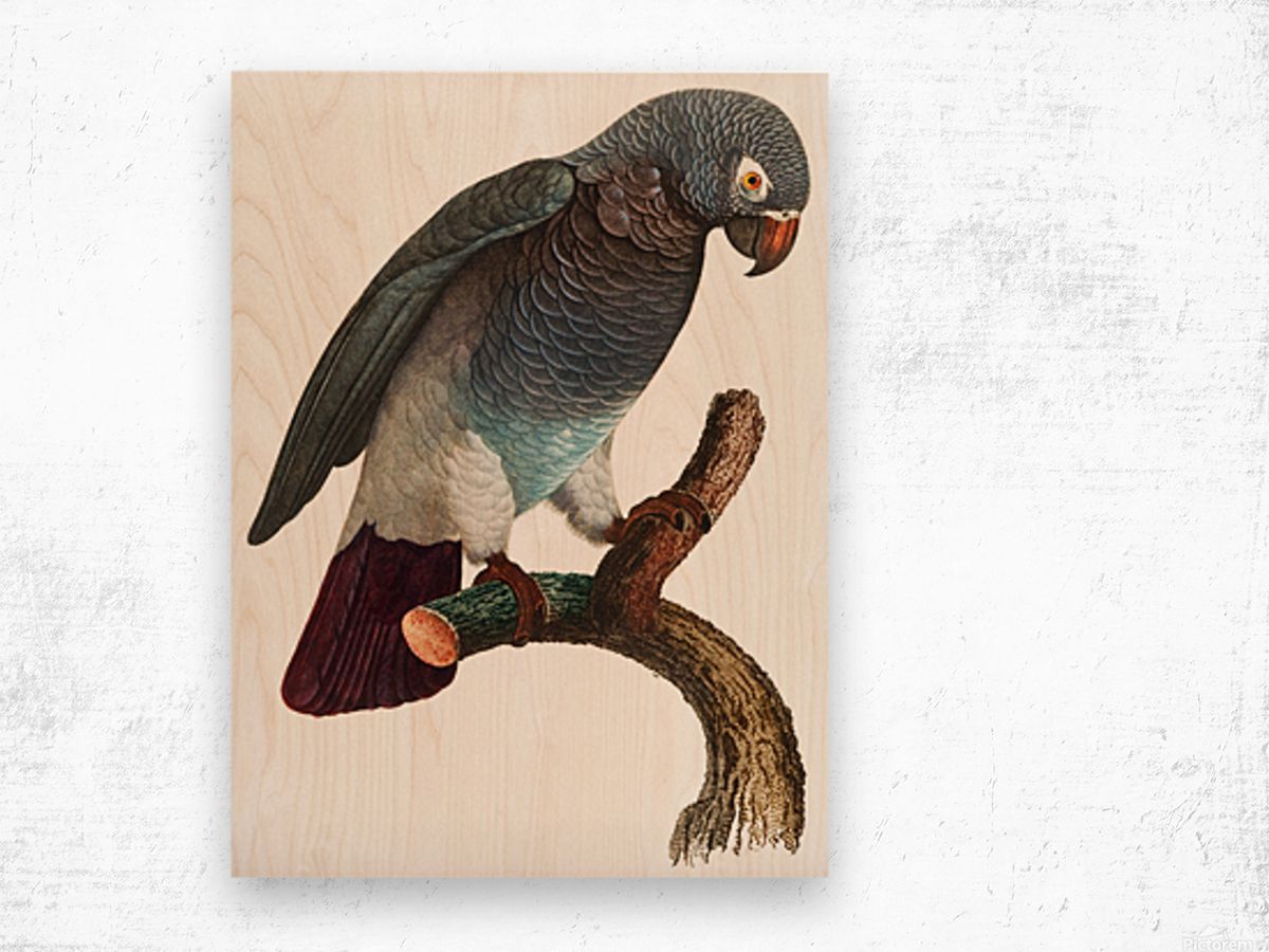 Macaw – Birds – Paradise – Tropical  Art Print – Wall Art – Parrot – Ahmed  Nasri Regarding Recent Parrot Tropical Wall Art (View 12 of 20)