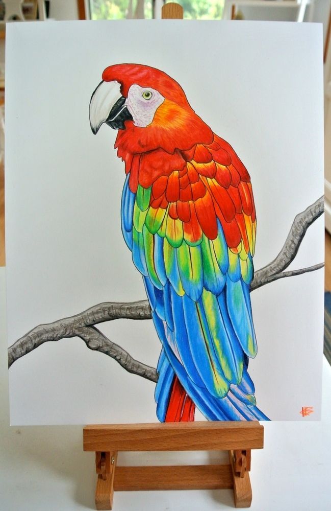Macaw | Parrots Art, Parrot Painting, Parrot Drawing In 2017 Bird Macaw Wall Sculpture (Gallery 15 of 20)