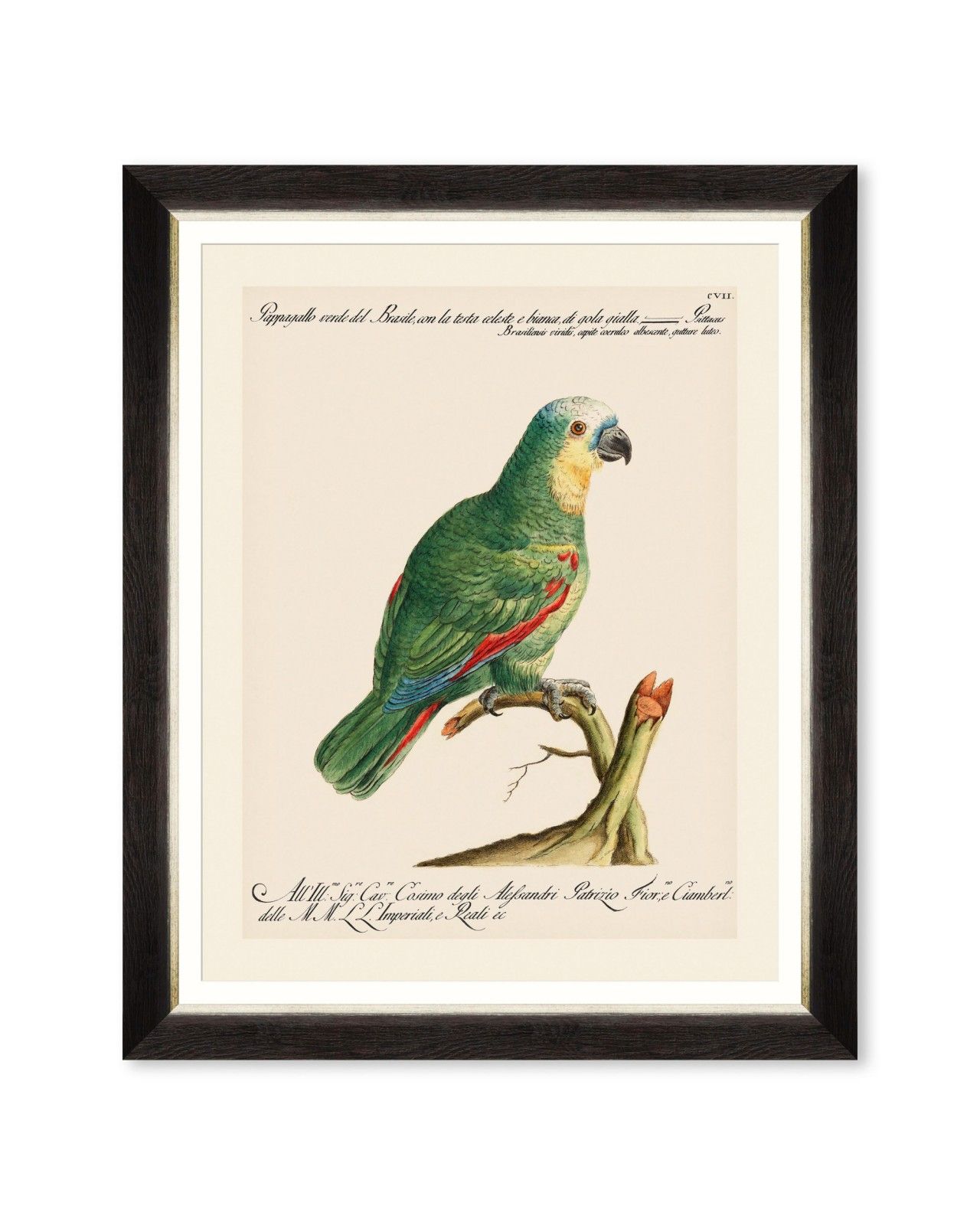 Parrots Of Brazil I Framed Art – Wall Art – Sale – Products With Regard To Most Recent Bird Macaw Wall Sculpture (View 16 of 20)