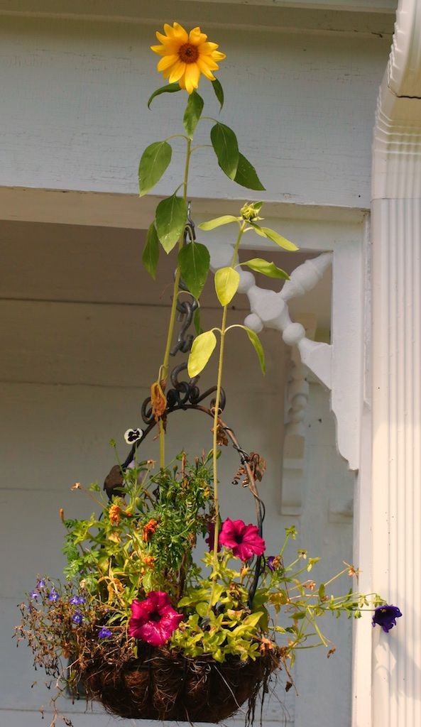Sunflower In A Hanging Basket – Bedlam Farm With Regard To Newest Hanging Sunflower (Gallery 5 of 20)