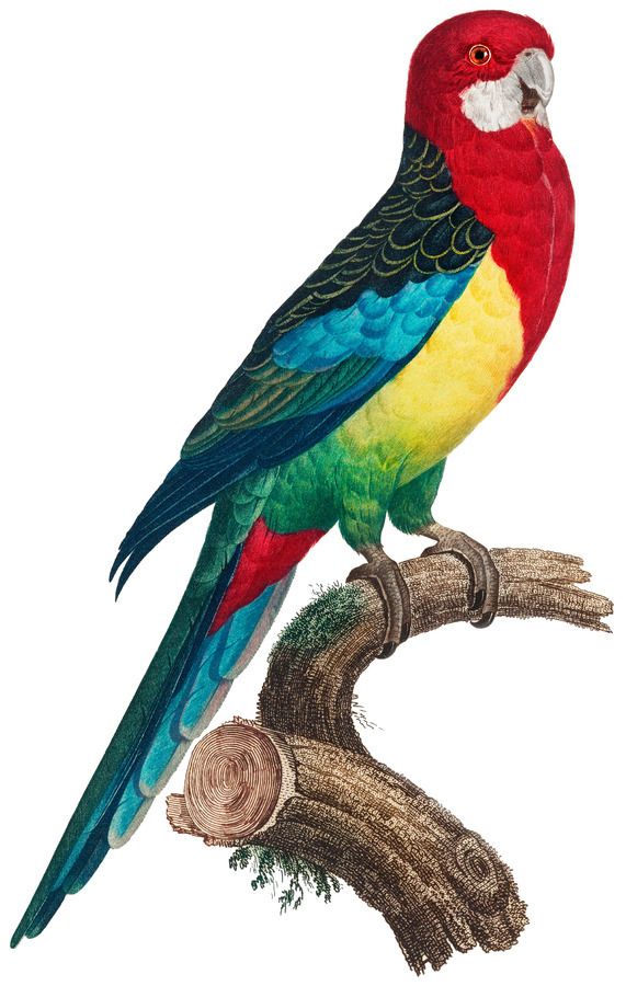 Vintage Parrot Print Macaw Print Parrot Print Vintage Bird Print Bird Wall  Art Bird Art – Ahmed Nasri Intended For Most Up To Date Bird Macaw Wall Sculpture (Gallery 20 of 20)