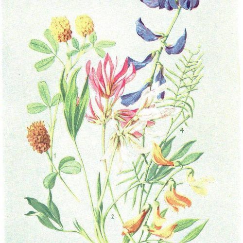Botanical Prints Etsy (Photo 16 of 20)