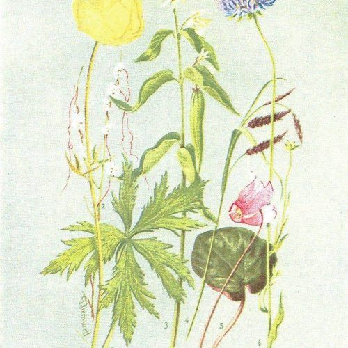 Botanical Prints Etsy (Photo 3 of 20)