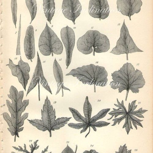 Botanical Prints Etsy (Photo 8 of 20)