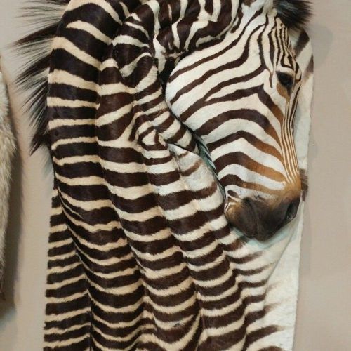 Zebra Canvas Wall Art (Photo 8 of 20)