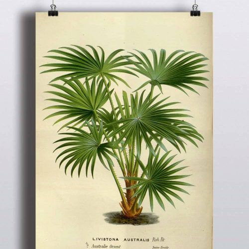 Botanical Prints Etsy (Photo 9 of 20)