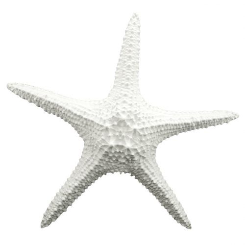 Yelton 3 Piece Starfish Wall Decor Sets (Photo 6 of 20)