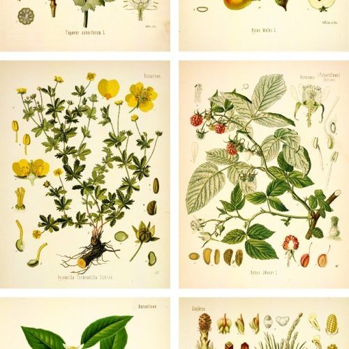 Framed Botanical Art Prints (Photo 11 of 15)