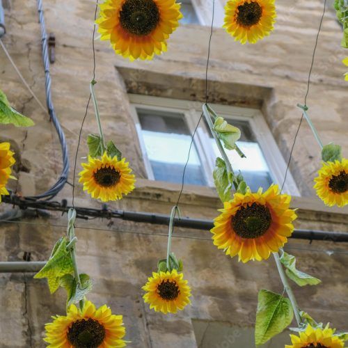 Hanging Sunflower (Photo 8 of 20)