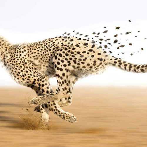 Cheetah Wall Art (Photo 10 of 20)