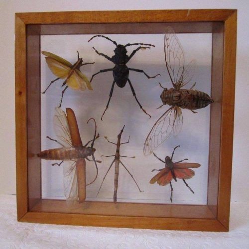 Insect Wall Art (Photo 5 of 30)