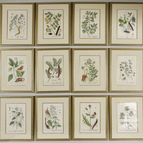 Framed Botanical Art Prints (Photo 2 of 15)