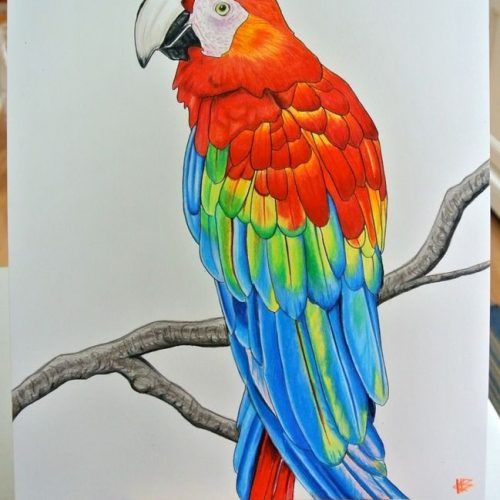 Bird Macaw Wall Sculpture (Photo 15 of 20)