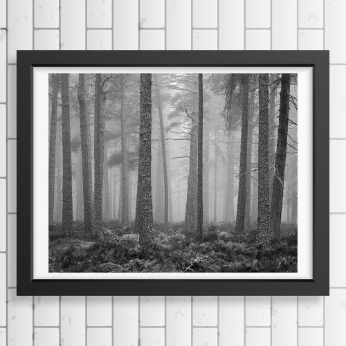 Misty Pines Wall Art (Photo 3 of 20)