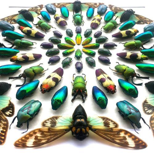 Insect Wall Art (Photo 6 of 30)