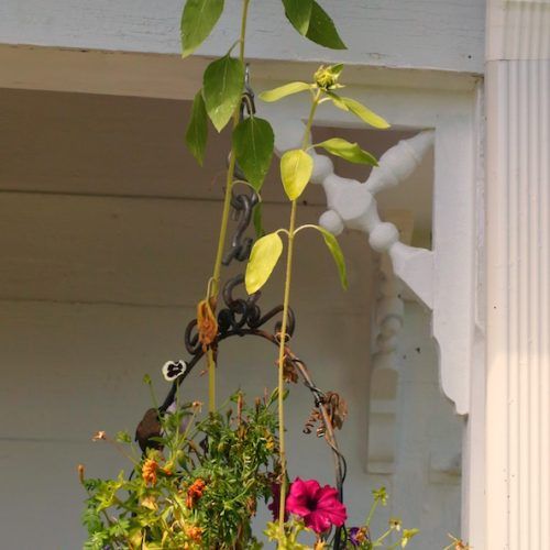 Hanging Sunflower (Photo 5 of 20)