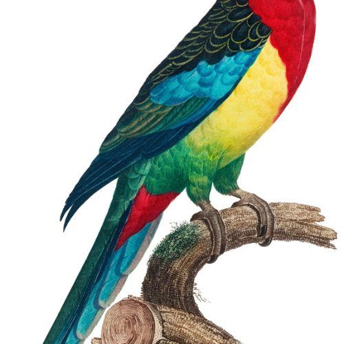 Bird Macaw Wall Sculpture (Photo 20 of 20)