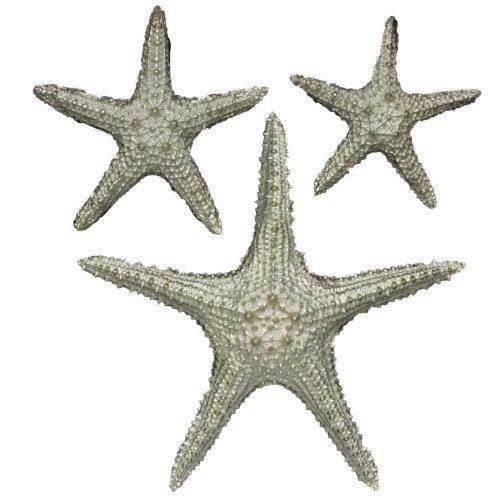 Yelton 3 Piece Starfish Wall Decor Sets (Photo 3 of 20)