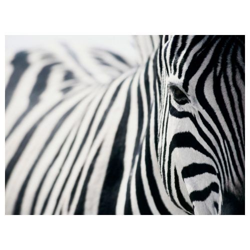 Zebra Canvas Wall Art (Photo 4 of 20)